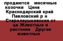продаются 3-месячные козочки › Цена ­ 1 500 - Краснодарский край, Павловский р-н, Старолеушковская ст-ца Животные и растения » Другие животные   